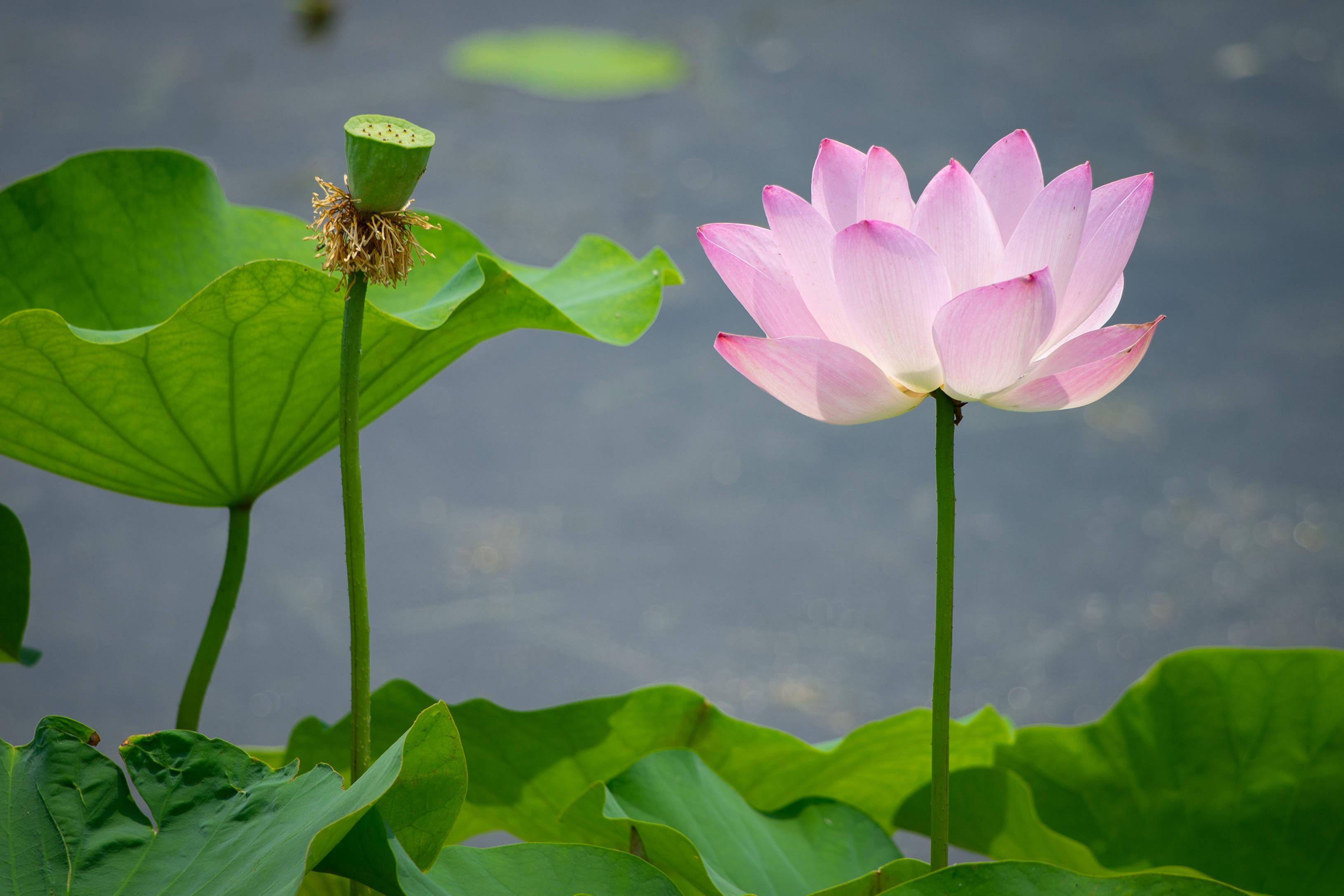 苹果荷花壁纸电脑版(苹果手机荷花壁纸高清图片)-第5张图片-有道翻译官网