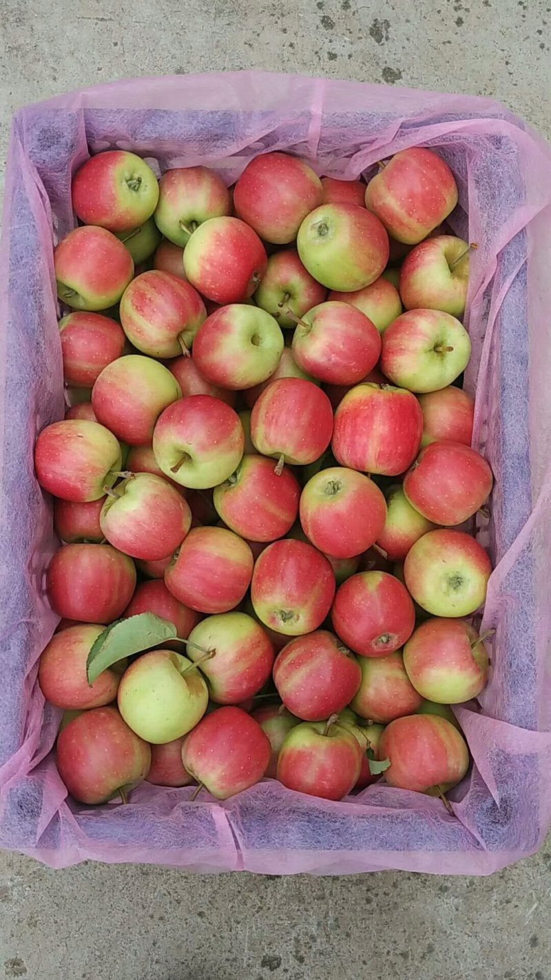 相声农版小苹果(相声唱小苹果完整版)-第14张图片-有道翻译官网